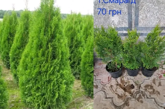 Саженцы туи Смарагд и других растений- фото № 19