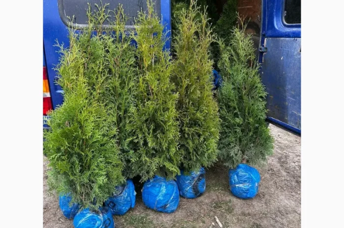 Саженцы туи Смарагд и других растений- фото № 2