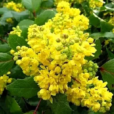 Саженцы туи Смарагд и других растений- фото № 20