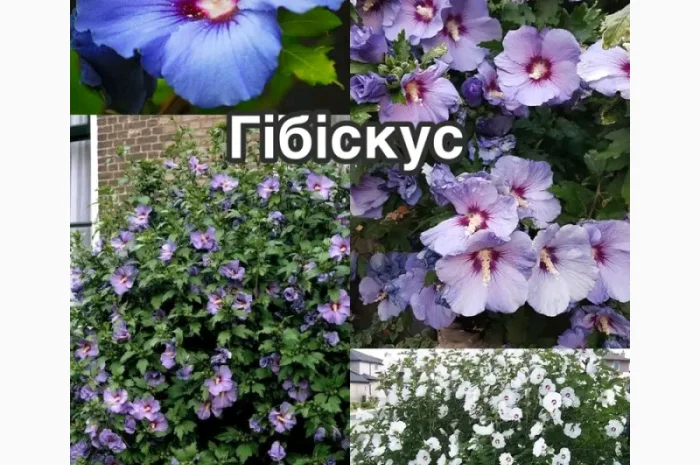 Саженцы туи Смарагд и других растений- фото № 4