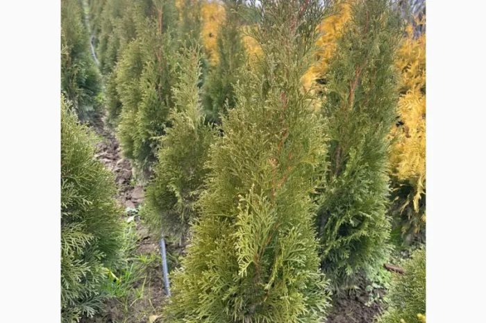 Саженцы туи Смарагд и других растений- фото № 6