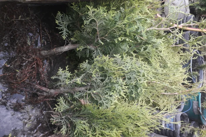 Саженцы туи Смарагд и других растений- фото № 7