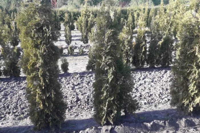 Саженцы туи Смарагд и других растений- фото № 8