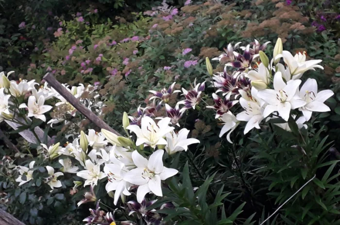 Саженцы туи Смарагд и других растений- фото № 9