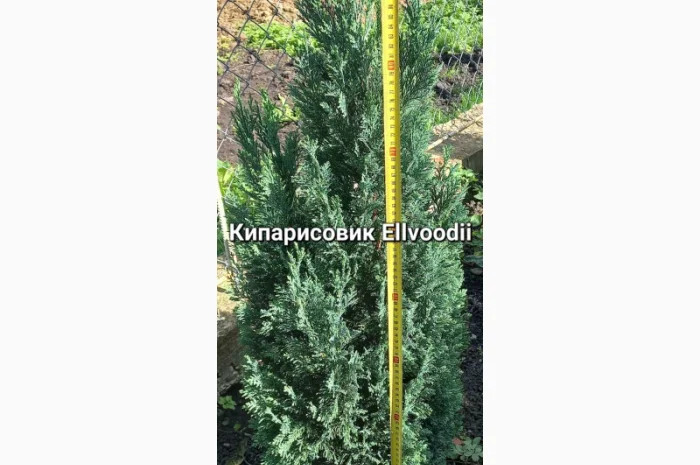 Саженцы хвойных растений в продаже- фото № 1