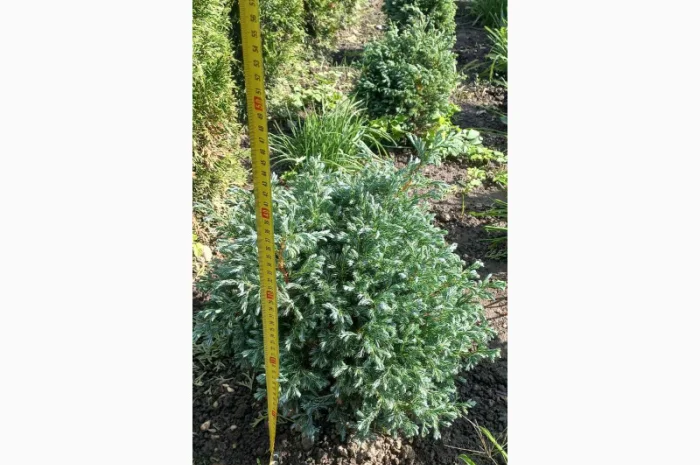 Саженцы хвойных растений в продаже- фото № 2