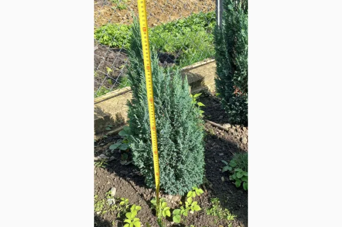 Саженцы хвойных растений в продаже- фото № 3