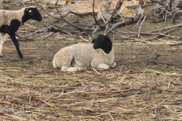 Кросс Дорпер. Ягнята, бараны, овцы, вівці- фото № 1