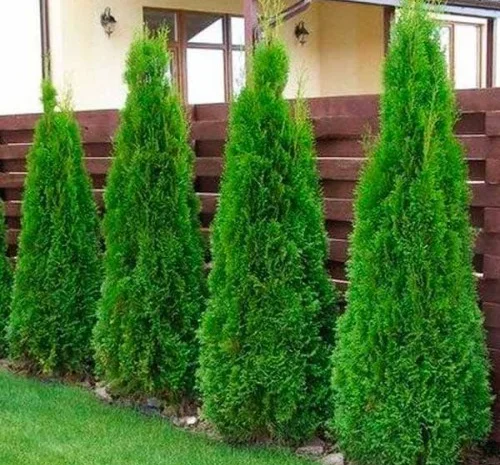 Саженцы западной туи Смарагд высотой 140-160 см- фото № 1