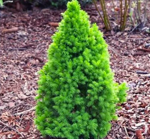 Саженцы Коники Зелена в продаже- фото № 1