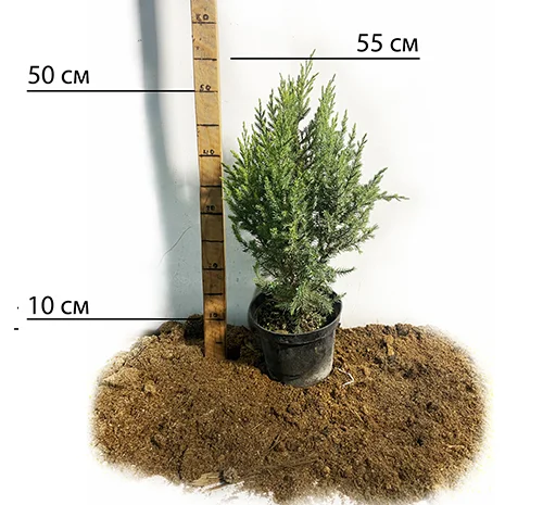 Саженцы Коники Зелена в продаже- фото № 2