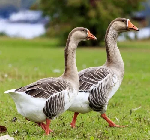 Продам уток и гусей живым весом- фото № 1