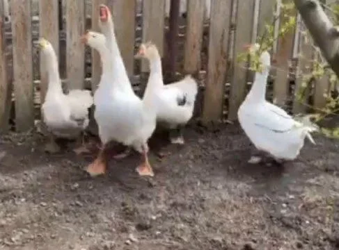 Гуси молодые живым весом- фото № 1