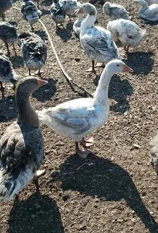 Гуси живой вес 60грн/кг- фото № 1