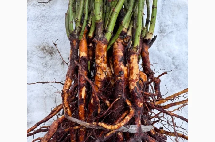 Саджанці шипшини для щеплення троянд- фото № 1