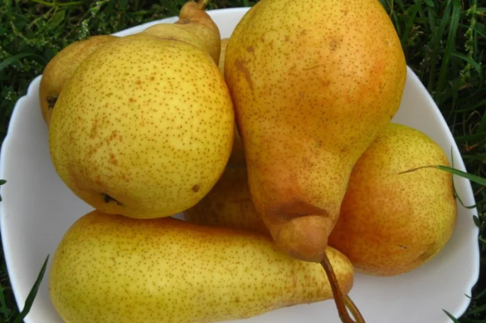 Саженцы роз для вашего сада- фото № 9