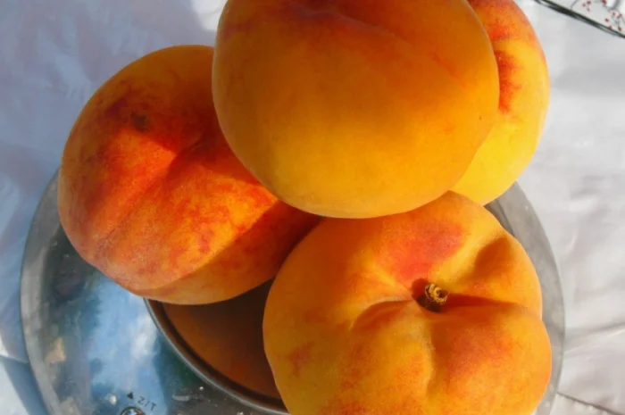 Саженцы роз для вашего сада- фото № 13