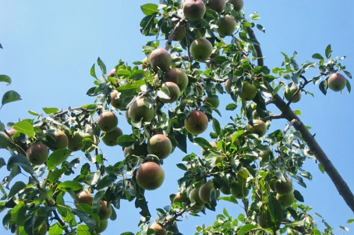 Саженцы роз для вашего сада- фото № 12