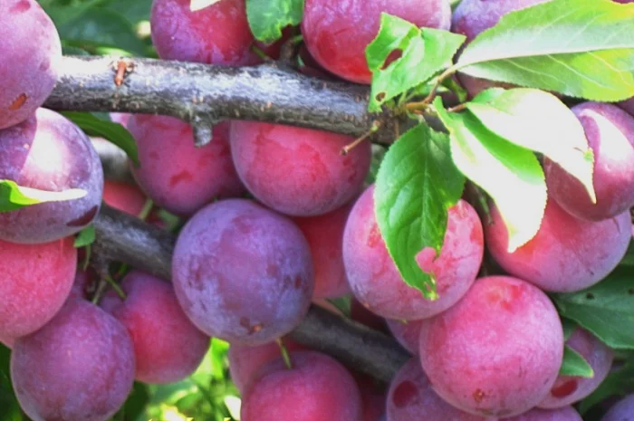 Саженцы роз для вашего сада- фото № 11