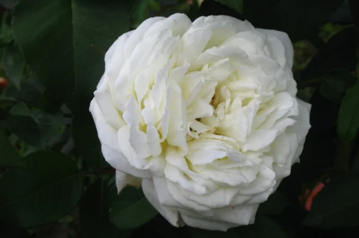 Саженцы роз для вашего сада- фото № 6