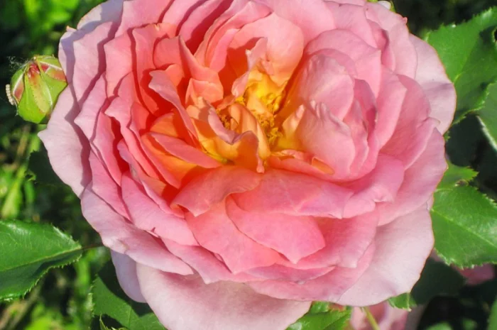 Саженцы роз для вашего сада- фото № 1