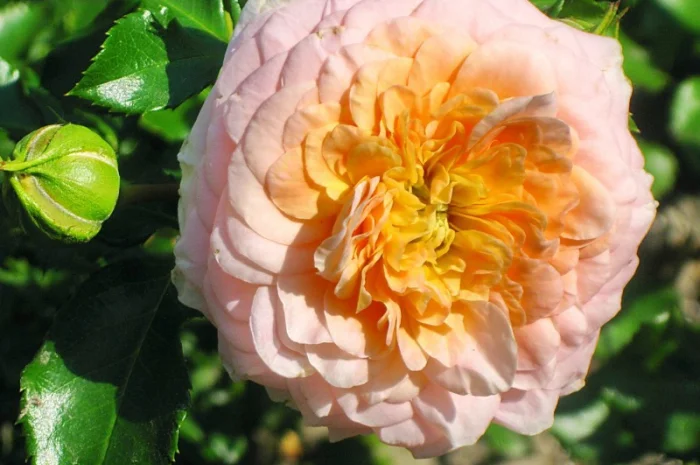 Саженцы роз для вашего сада- фото № 16