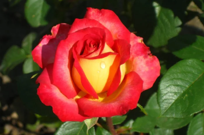 Саженцы роз для вашего сада- фото № 2