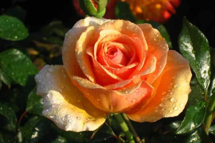 Саженцы роз для вашего сада- фото № 3