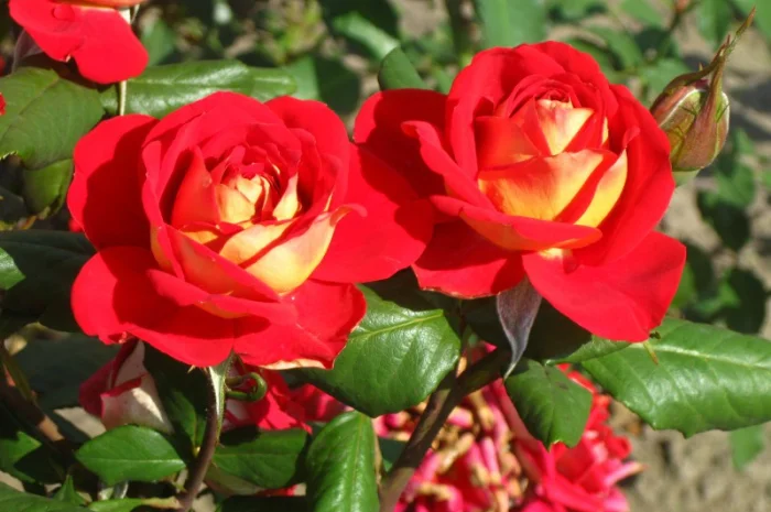 Саженцы роз для вашего сада- фото № 5