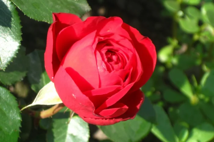 Саженцы роз для вашего сада- фото № 4