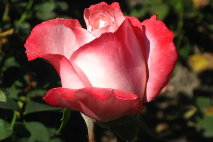 Саженцы роз для вашего сада- фото № 8