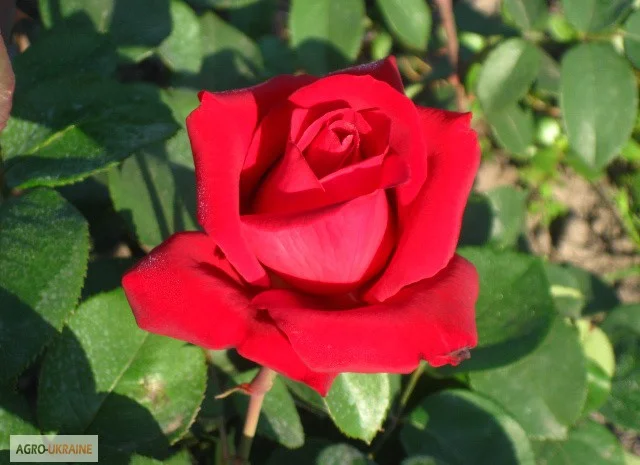 Саженцы роз для вашего сада- фото № 15