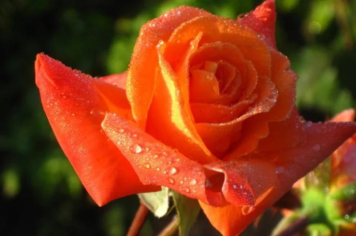 Саженцы роз для вашего сада- фото № 7