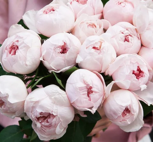 Саженцы английских пионообразных роз Пиони Пинк- фото № 1