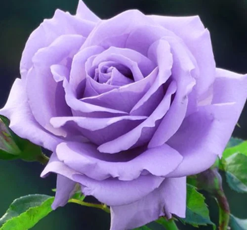 Саженцы роз на штамбе Блакитный Ніл- фото № 1