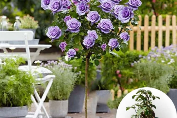 Саженцы роз на штамбе Блакитный Ніл- фото № 2