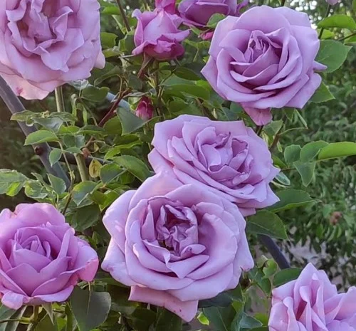 Саженцы плетистых роз Индиголетта- фото № 1