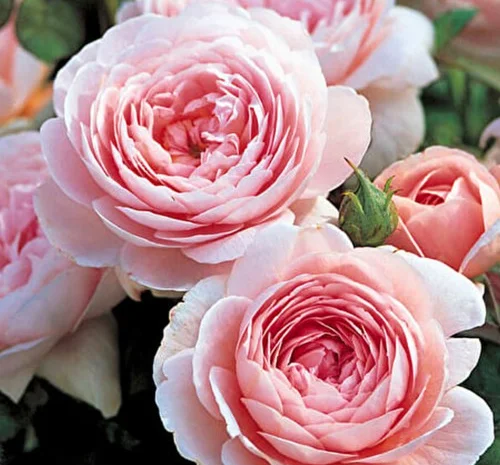 Саженцы английских пионовидных роз Королева Швеции- фото № 1