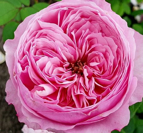 Саженцы английских пионообразных роз Кэри- фото № 1