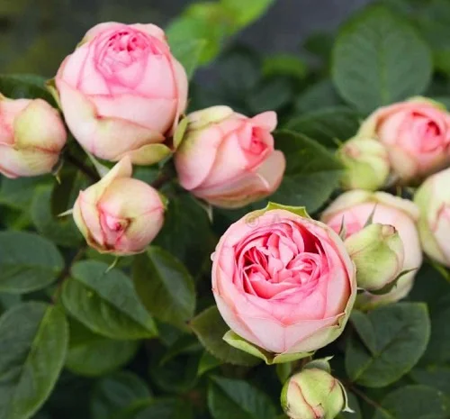 Саджанці англійської піоноподібної троянди Чармінг Піано- фото № 1