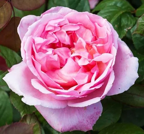 Саженцы английских пионообразных роз Бразе Кадфаель- фото № 1