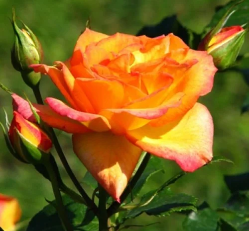 Саженцы парковых роз сорта Сахара- фото № 1