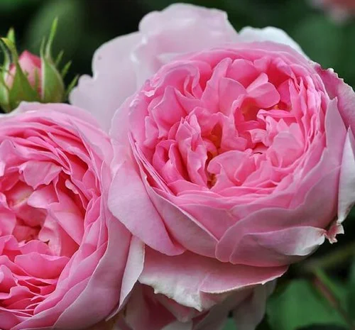 Саженцы английской пионообразной розы Констанс- фото № 1