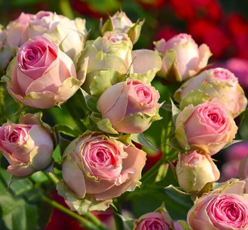 Саженцы бордюрных роз Мини Еден- фото № 1