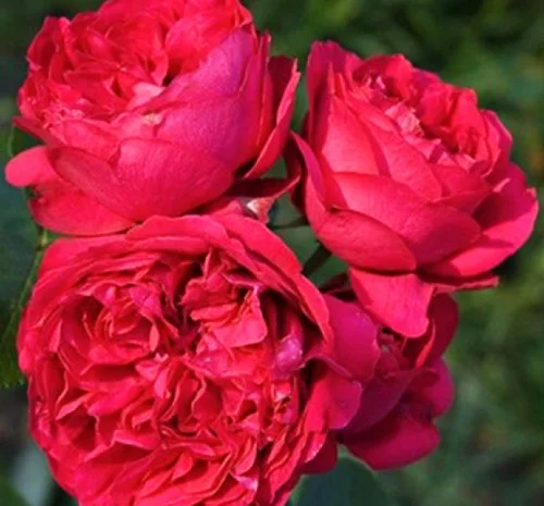 Саджанці англійської піоноподібної троянди Ред Еден Роуз у продажу- фото № 1