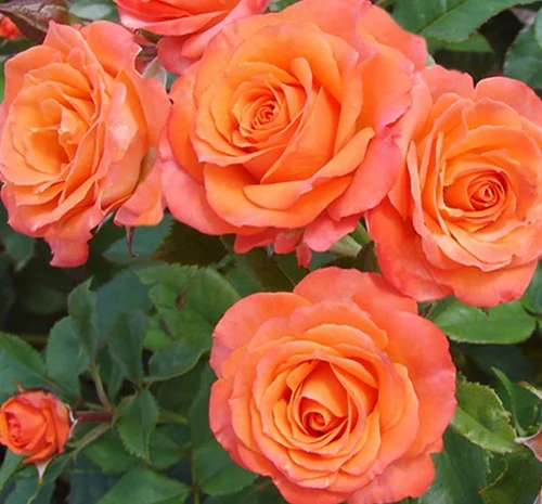 Саженцы бордюрных роз Алегрия в продаже- фото № 1