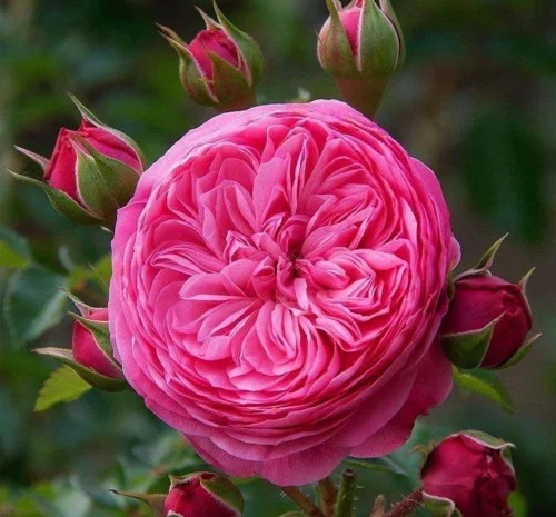 Саженцы английских пионовидных роз Леонардо да Винчи- фото № 1