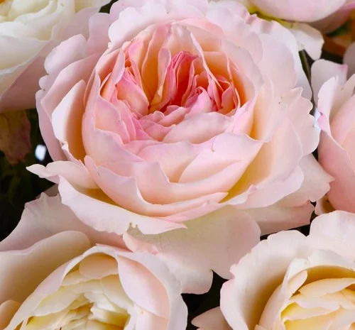 Саджанці англійської піоноподібної троянди Кейра- фото № 1