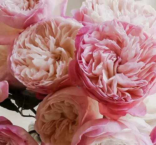 Саженцы английских пионообразных роз Констанция- фото № 1