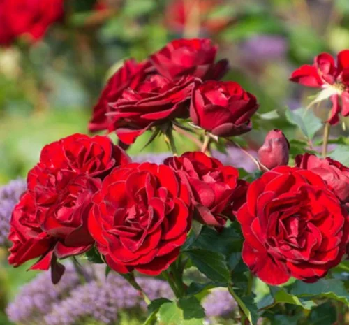 Саженцы бордюрных роз Торнадо- фото № 1